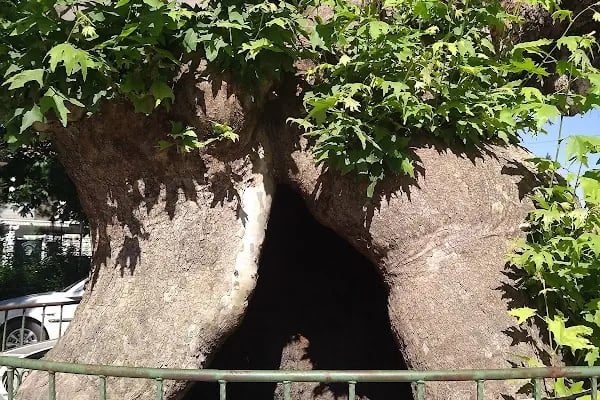 Cerrah Park Düğün Salonu - Resim 6