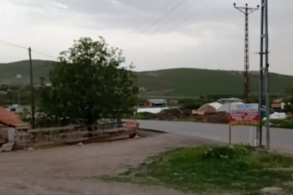 Neso Hayvancılık Kurbanlık ve Adaklık - Resim 15