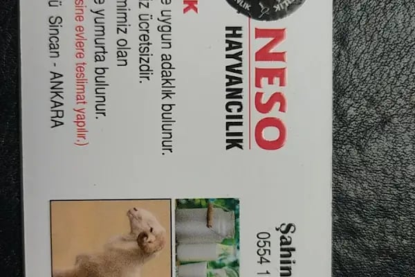 Neso Hayvancılık Kurbanlık ve Adaklık - Resim 20