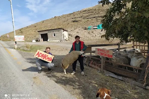Neso Hayvancılık Kurbanlık ve Adaklık - Resim 11
