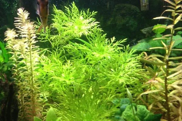 Enver Akvaryum PET Shop - Resim 20