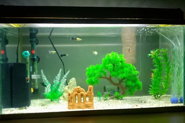Enver Akvaryum PET Shop - Resim 17