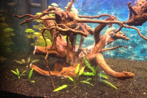 Enver Akvaryum PET Shop - Resim 11