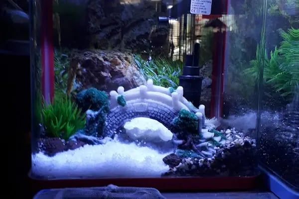 Enver Akvaryum PET Shop - Resim 3