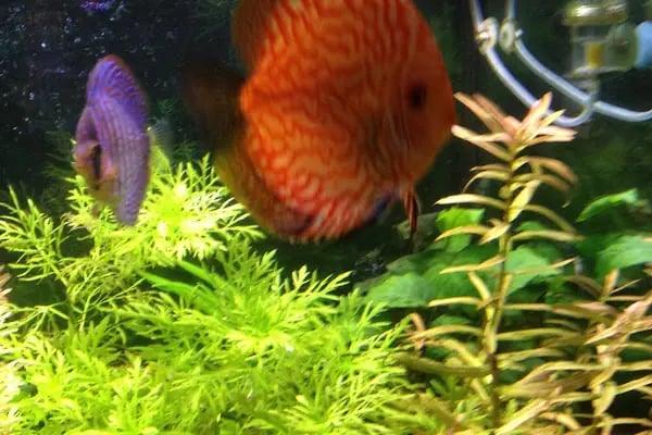 Enver Akvaryum PET Shop - Resim 16