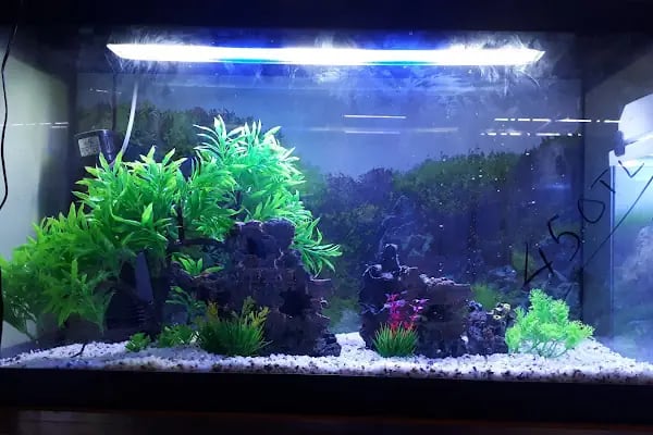 Enver Akvaryum PET Shop - Resim 19