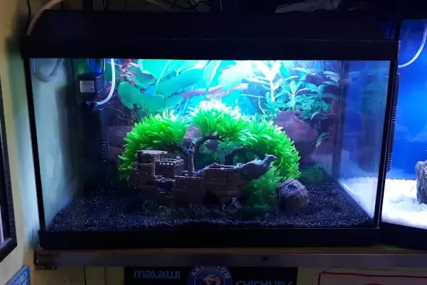 Enver Akvaryum PET Shop - Resim 9