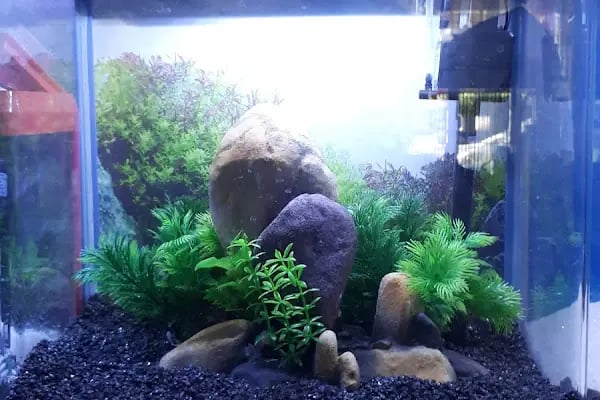 Enver Akvaryum PET Shop - Resim 7