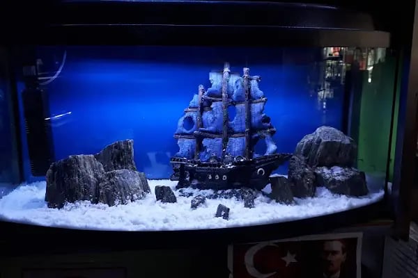 Enver Akvaryum PET Shop - Resim 13