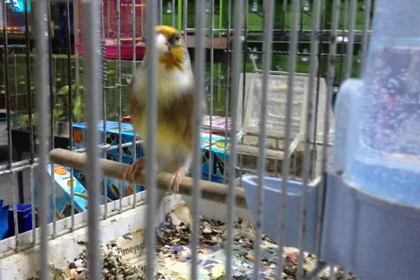 Enver Akvaryum PET Shop - Resim 18