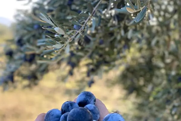 İ.S.B İSLAHİYE SALÇA - BAHARAT - Resim 7