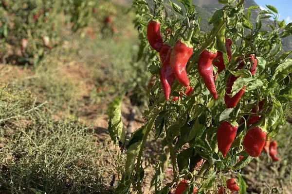 İ.S.B İSLAHİYE SALÇA - BAHARAT - Resim 6
