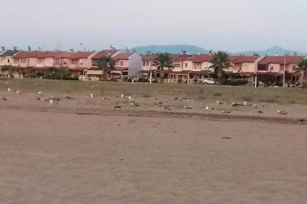 Orjan Tahta İskele Plajı - Resim 11