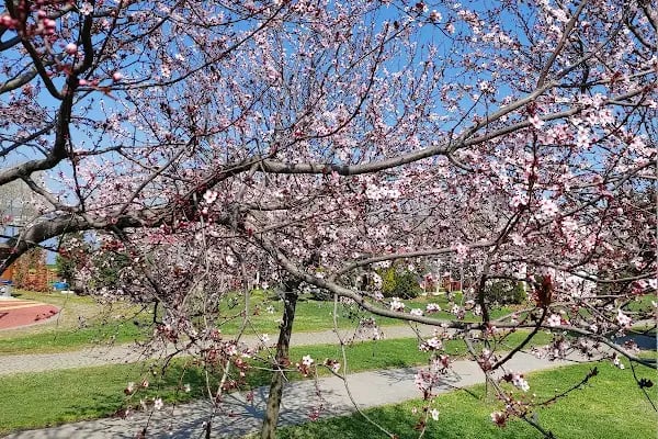 İBB Küçükçekmece Göl Parkı - Resim 20