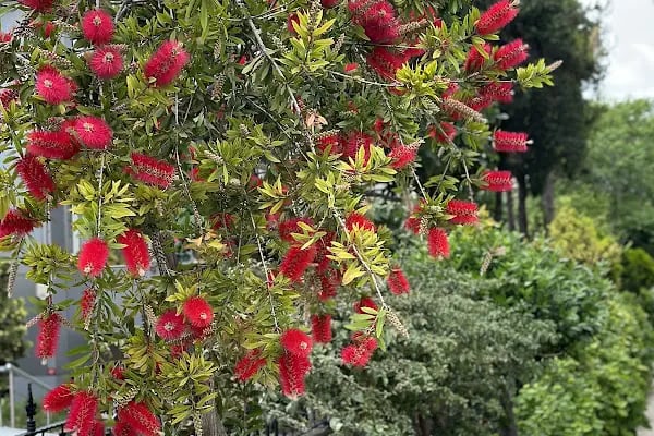 Atatürk ormanı çocuk park alanı - Resim 14