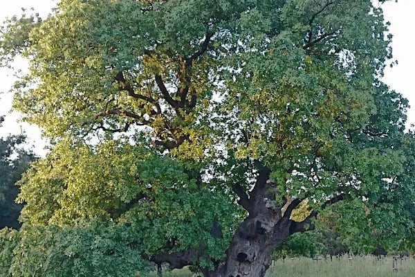 Atatürk ormanı çocuk park alanı - Resim 12