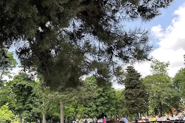Atatürk ormanı çocuk park alanı - Resim 6