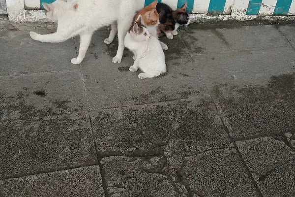 Arnavutköy kent lokantası - Resim 9