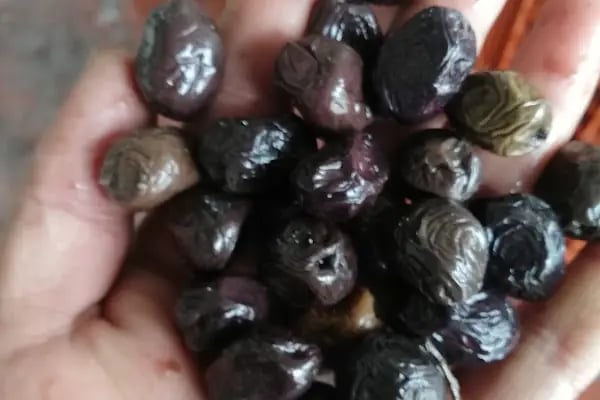 Özten Zeytincilik - Resim 6