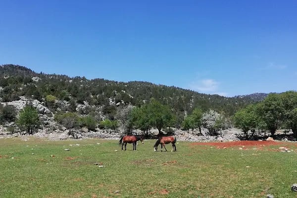 Susuzşahap - Resim 1