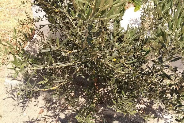Bodrum Koyu Plajı - Resim 17