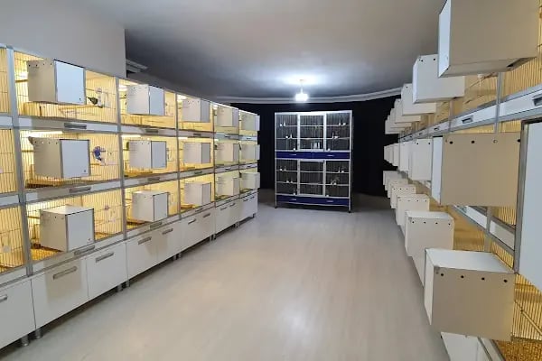Ankara Kuşcusu - Resim 19