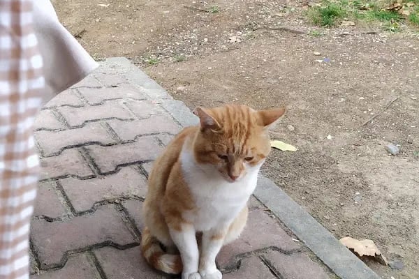 Kocasinan Parkı - Resim 15