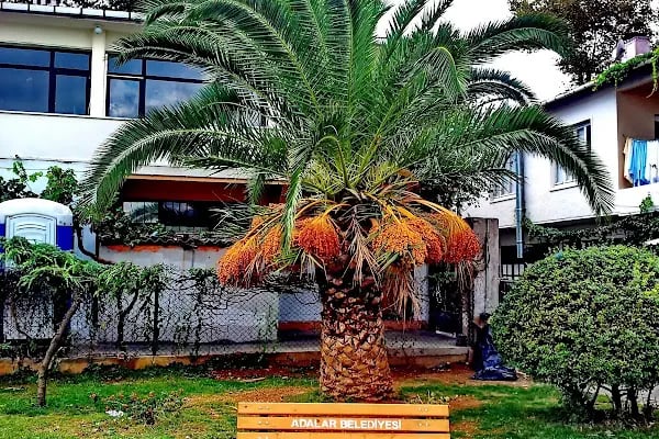 İBB Balıkçı Barınağı Sahil Parkı - Resim 2