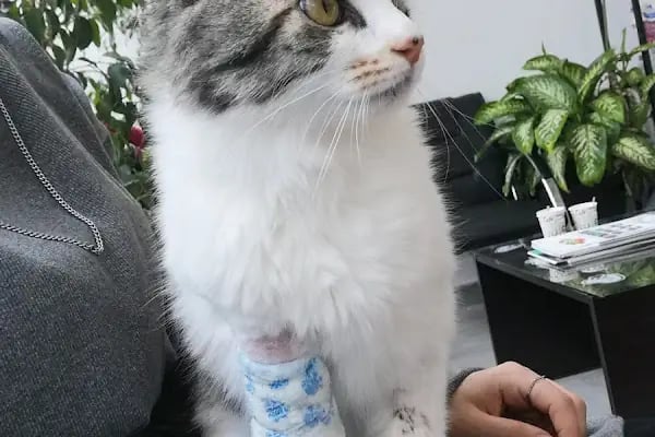 Bağlıca Pethekim Veteriner Kliniği - Resim 14