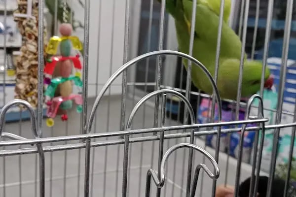 Bağlıca Pethekim Veteriner Kliniği - Resim 8