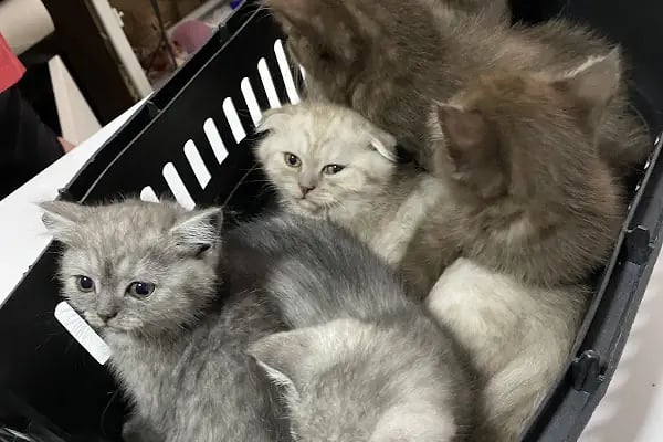 Bağlıca Pethekim Veteriner Kliniği - Resim 16