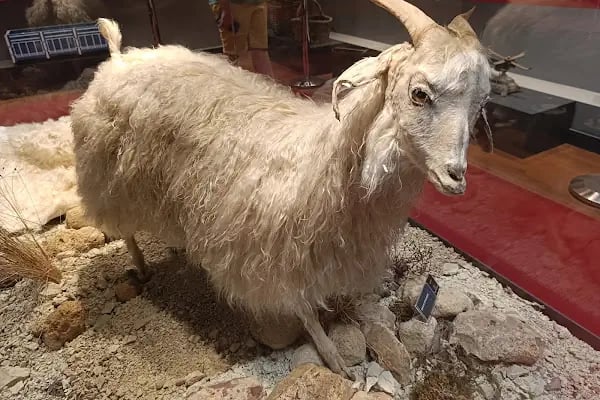 Beypazarı Kent Tarihi Müzesi - Resim 9