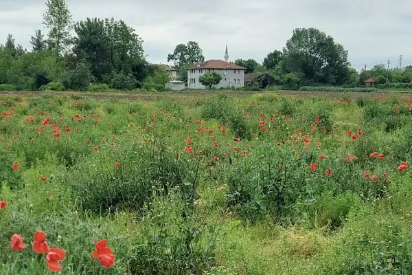 Bekirpaşa Mezarlığı - Resim 1