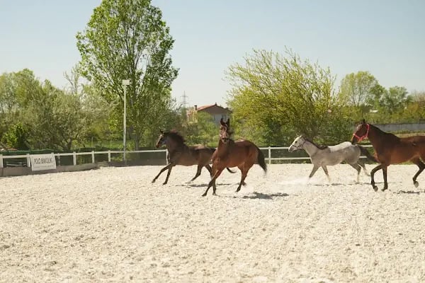 Polo Binicilik At Çiftliği - Resim 15