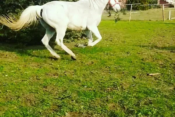 Polo Binicilik At Çiftliği - Resim 19
