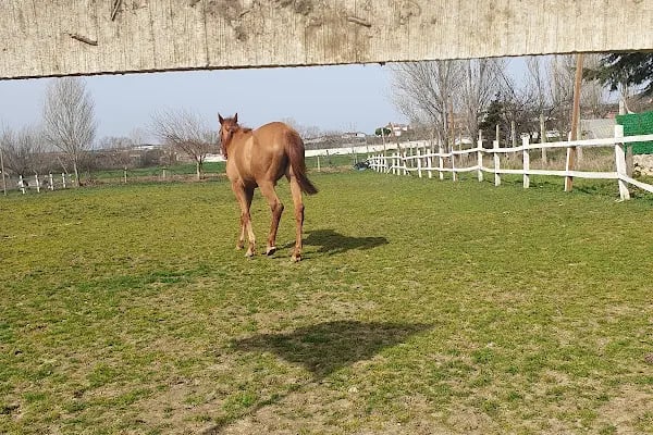 Polo Binicilik At Çiftliği - Resim 7