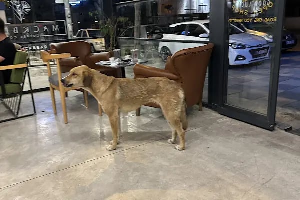 Mackbear karapürçek - Resim 12