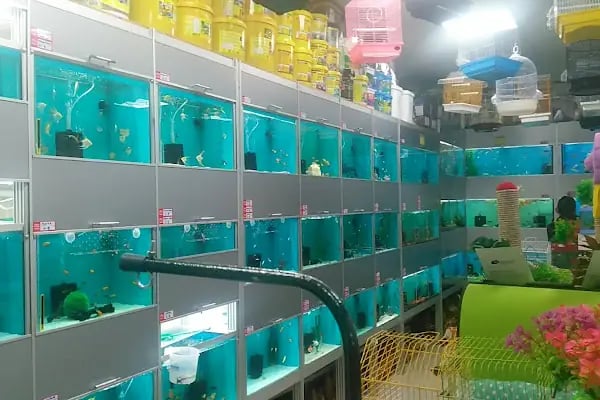Mekân Malawi Petshop & Akvaryum - Resim 18