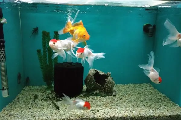 Mekân Malawi Petshop & Akvaryum - Resim 13