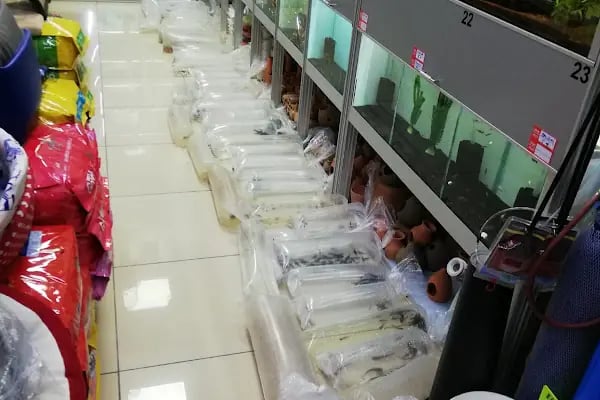 Mekân Malawi Petshop & Akvaryum - Resim 15