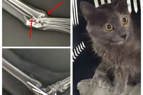 Adana Denizpet Veteriner Kliniği/Yeşilyurt/Baraj yolu - Resim 10