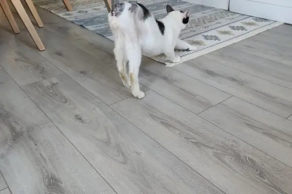 Adana Denizpet Veteriner Kliniği/Yeşilyurt/Baraj yolu - Resim 5