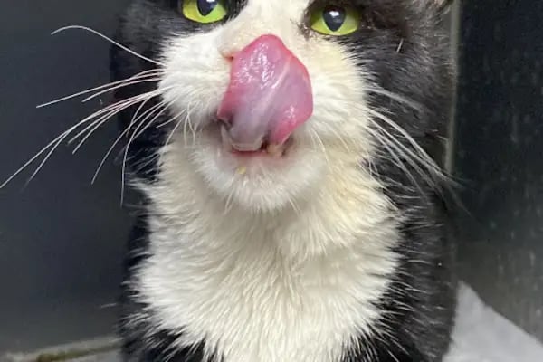Adana Denizpet Veteriner Kliniği/Yeşilyurt/Baraj yolu - Resim 13