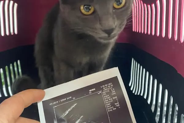 Adana Denizpet Veteriner Kliniği/Yeşilyurt/Baraj yolu - Resim 16