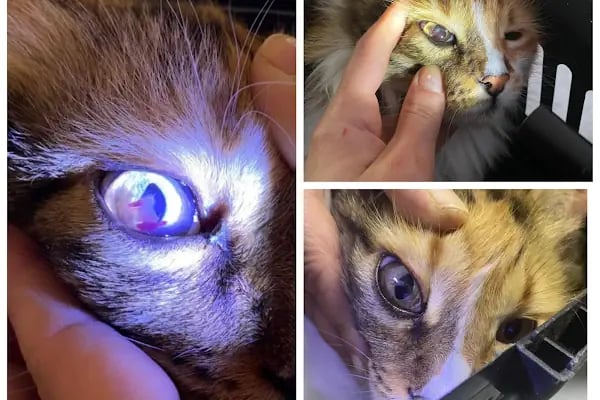 Adana Denizpet Veteriner Kliniği/Yeşilyurt/Baraj yolu - Resim 6