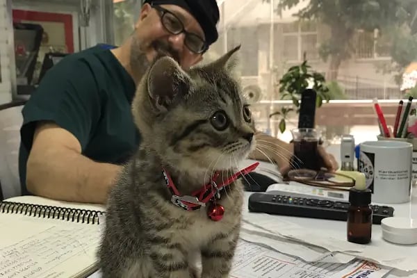 Adana Denizpet Veteriner Kliniği/Yeşilyurt/Baraj yolu - Resim 19