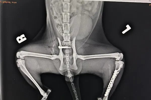 Adana Denizpet Veteriner Kliniği/Yeşilyurt/Baraj yolu - Resim 3