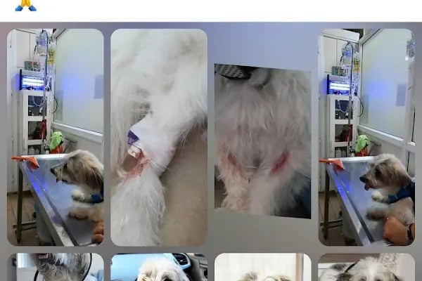 Adana Denizpet Veteriner Kliniği/Yeşilyurt/Baraj yolu - Resim 2