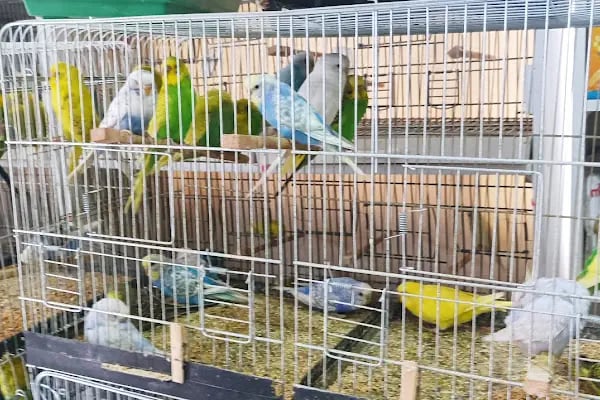 ELAPETSHOP-KONYA - Resim 5