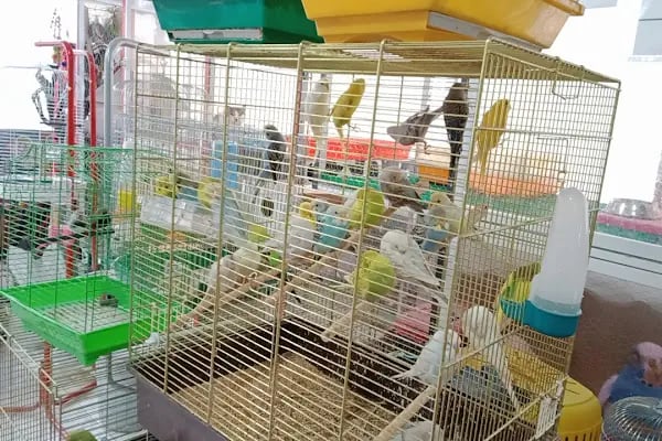 ELAPETSHOP-KONYA - Resim 2